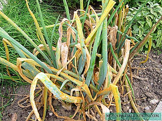 Enfermedades de la cebolla: cómo ayudar a una planta