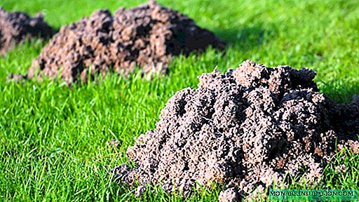 Kampen mod muldvarp i forstadsområdet: en oversigt over nogle menneskelige måder