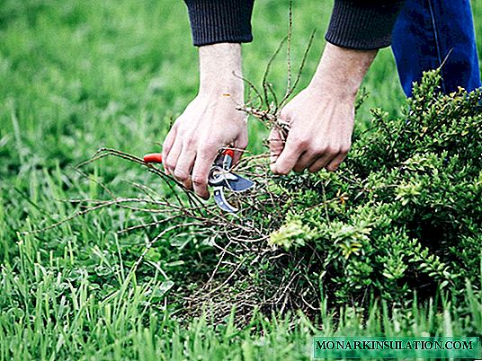 Kawalan rumput di atas rumput atau bagaimana untuk menyelamatkan rumput anda