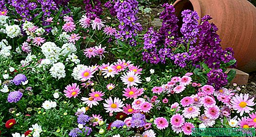 Flores de borde: elija un borde para macizos de flores y senderos de jardín
