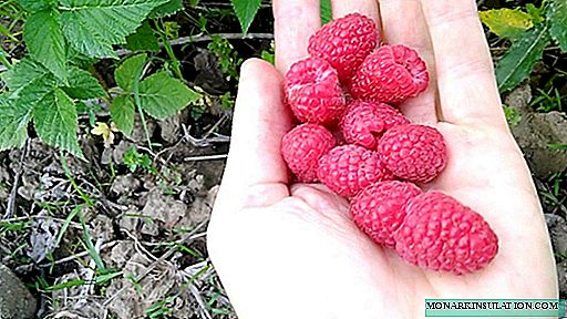 Brusvyana - tree-like repairing raspberries