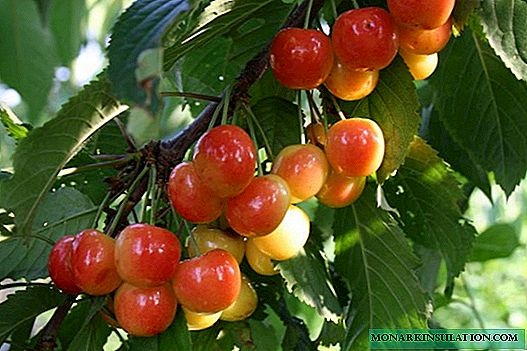 Bryansk pink: late ripe sweet cherry for the middle lane