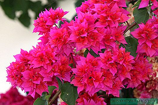Bougainvillea: how to tame the obstinate beauty