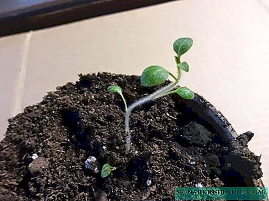 Methods of growing potato seedlings and their effectiveness: to the gardener