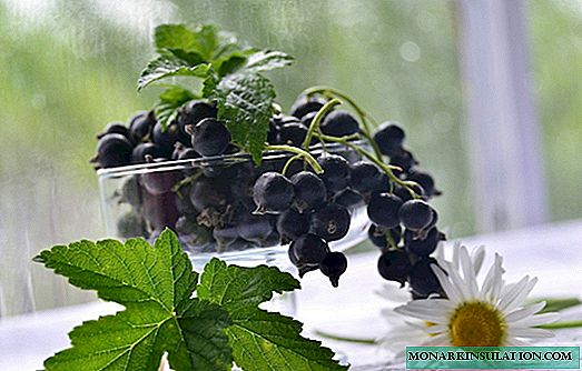 How to feed black currants: tips for the seasons