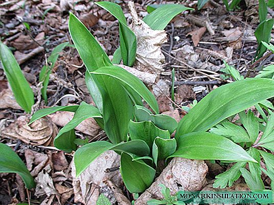 Ramson, or bear onions: reproduction methods and crop care