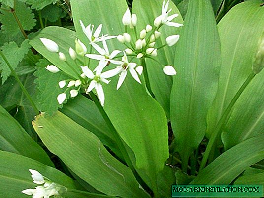 Ramson: Verwendung, vorteilhafte Eigenschaften und Wachstum im Garten