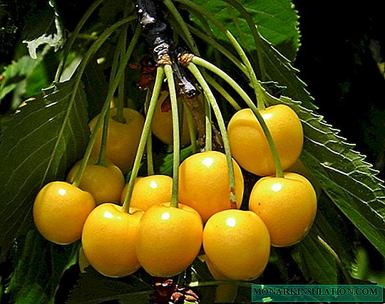 نعتز Chermashnaya - مجموعة متنوعة جدا من الفواكه الصفراء في وقت مبكر