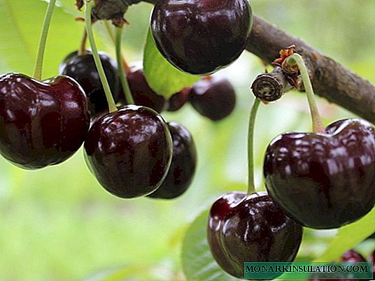 Cordia sweet cherry - a popular variety from the Czech Republic