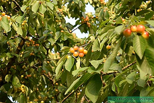 Cherry Yellow Backyard - vroege en fruitvariëteit