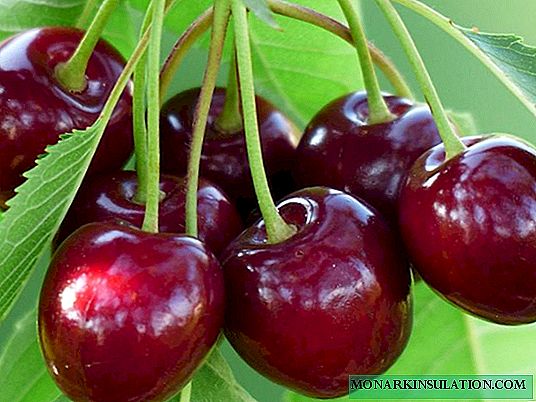 Vyšnia Tyutchevka: šalčiui atspari veislė su skaniais vaisiais