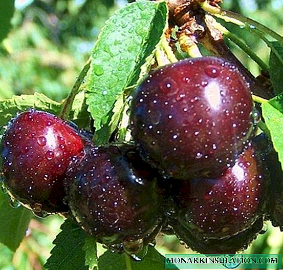 Saldžiųjų vyšnių naktis - skani hibridinė įvairovė