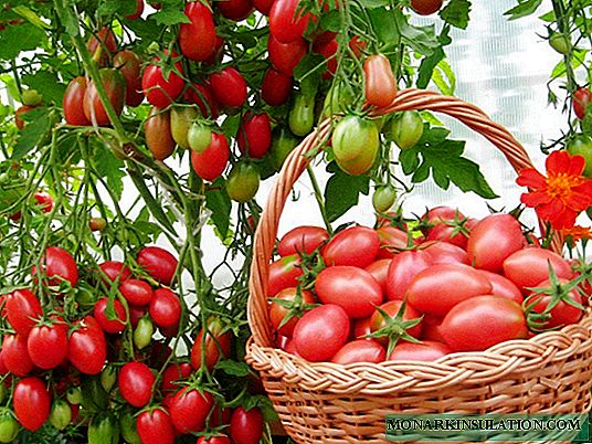 Cio-Cio-san: مجموعة رائعة من الطماطم الصغيرة المثمرة