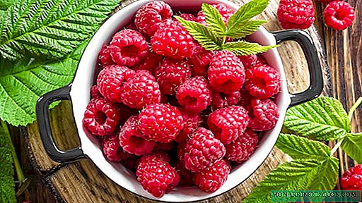 What you need to do in spring to enjoy the sweet raspberry