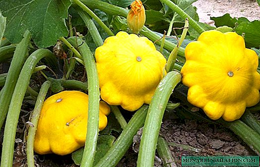 What you need to know about squash and their cultivation