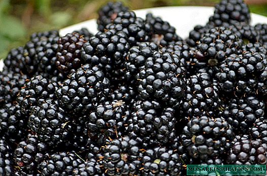 What is a repair blackberry and what are the features of its cultivation
