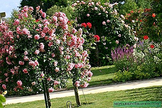 Was ist die Standardrose: ein Garten aus dem Wunderland