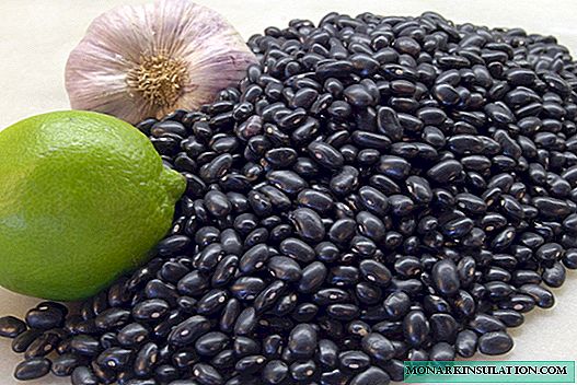 Fasolea neagră: soiuri comune și tehnologie agricolă