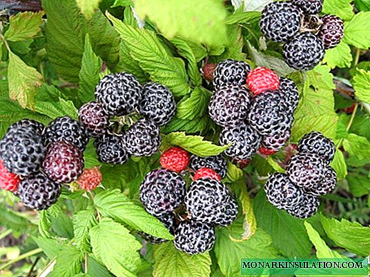 Frambuesas negras: ¿cómo cultivar bayas dulces del color de la noche? Descripción y características de las variedades de fruta negra.