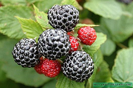 Framboesas negras Cumberland: como cultivar uma fruta incomum