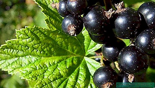 Blackcurrant: the history of cultivation and stages of agricultural technology of culture