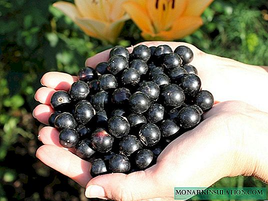 Lazybones mit schwarzen Johannisbeeren: spät reifende Sorte mit großen süßen Beeren