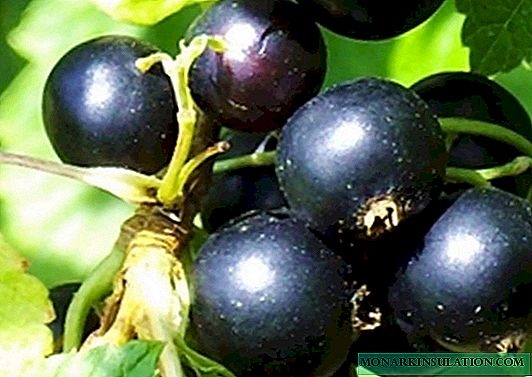 Blackcurrant Pygmy - one of the best varieties on the Russian market