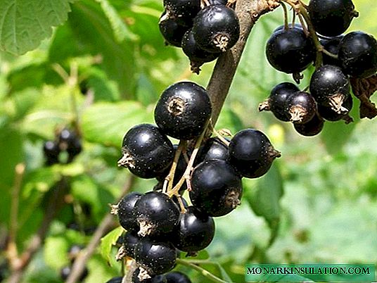 Fekete ribiszke Selechenskaya - nagy gyümölcsös fajta kiváló ízű