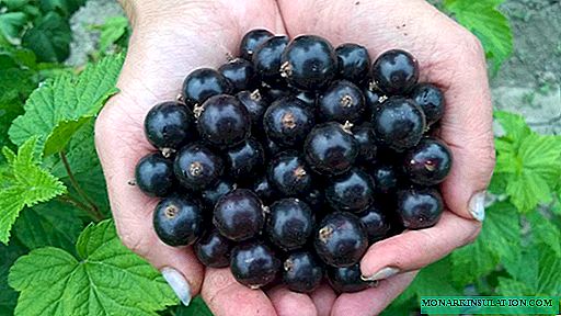 Coacăz negru Bagira: cum să crești un soi mare de fructe de pădure în grădina ta