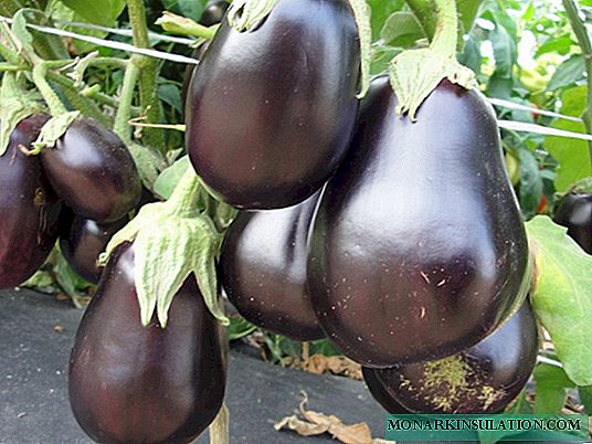 Black handsome - eggplant for a warm climate