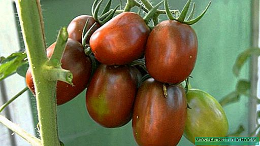 مور الأسود: الطماطم الأصلي التلوين وطعم رائع