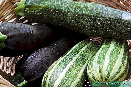 Zucchini - cara menanam sayuran yang lembut dan sehat