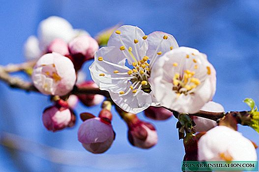 Flores de damasco: como e quando a árvore floresce, por que pode não haver flores e o que fazer a respeito
