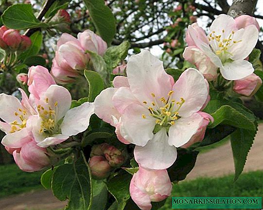 Flores de maçã: tempo para diferentes regiões de cultivo e nuances importantes