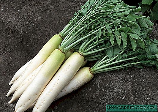 Daikon in the country: how to plant and grow Japanese radish