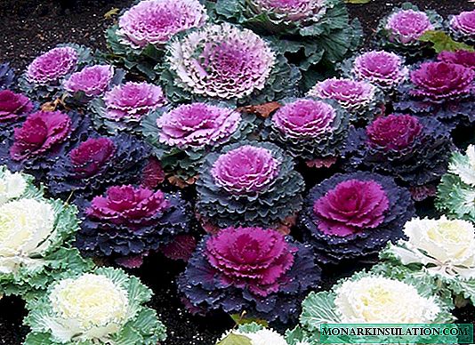 Decorative cabbage as a design element for a country flower bed