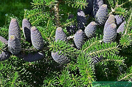 Decoratieve coniferen: regels voor het ontwerp van groeps- en eenzame aanplant in de tuin
