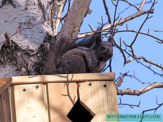 Casa de esquilo faça você mesmo a partir de um tronco e uma tábua