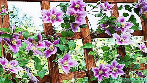 We make a support for clematis: the manufacture of arches and wooden trellis