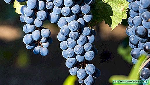 Dessert and wine grape varieties: the best of the best