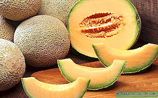 Melona: kako gojiti zdravo in sočno sladico