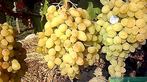 Long-awaited - grape variety corresponding to its name