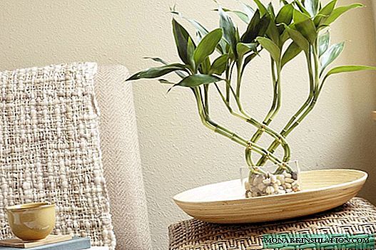 Dracaena Sander - a real decoration for your home