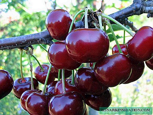Dukes (híbridos de cereja e cereja): o que é e descrição da variedade cereja de Duke Miracle