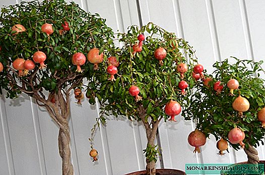 Exotic fruit at home: how to grow pomegranate from seed