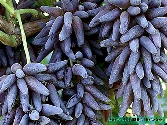 Elite grape variety Witch's fingers: mystery and sophistication all rolled into one