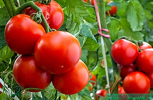 Energy - tomatoes with large fruits, not tops!