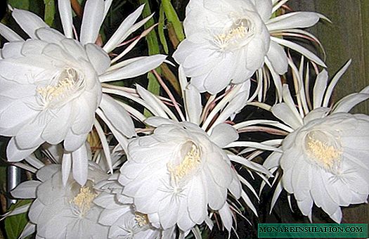 Epiphyllum - plante sans prétention et à fleurs pour la serre de la maison