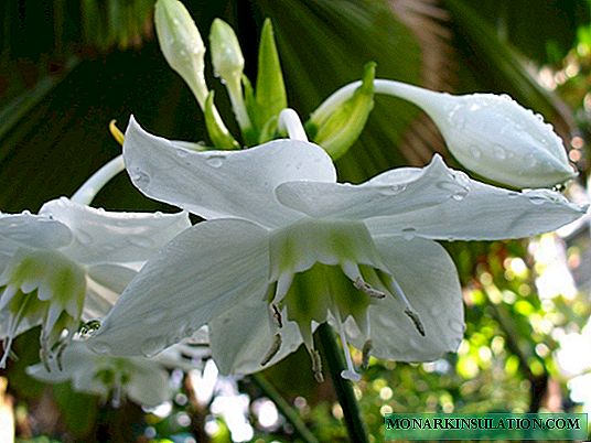 Eucharis - growing in an apartment, breeding methods, diseases and pests