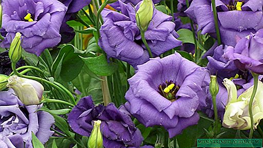 Eustoma - the gentle daughter of the prairies in your garden or on the window